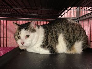 Meet Kylo an 18lb cuddle king with a calm affectionate nature Hes 7 years old and deeply bonded w