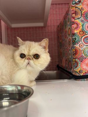 Meet a loving 11-year-old Persian lady whos all about snuggles and quiet companionship Shes bonded 