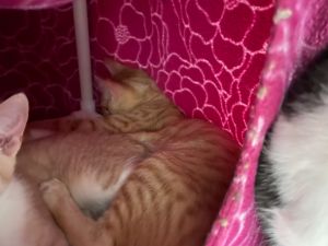 Say hello to Sullivan This 4-month-old orange tabby is playful curious and full of kitten charm 