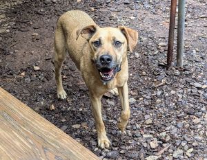 Captain is a smiley boy that loves to be with people He is friendly eager to please and always li