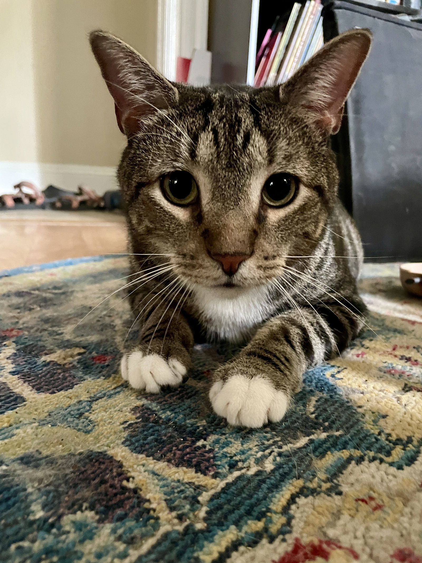 Bruiser