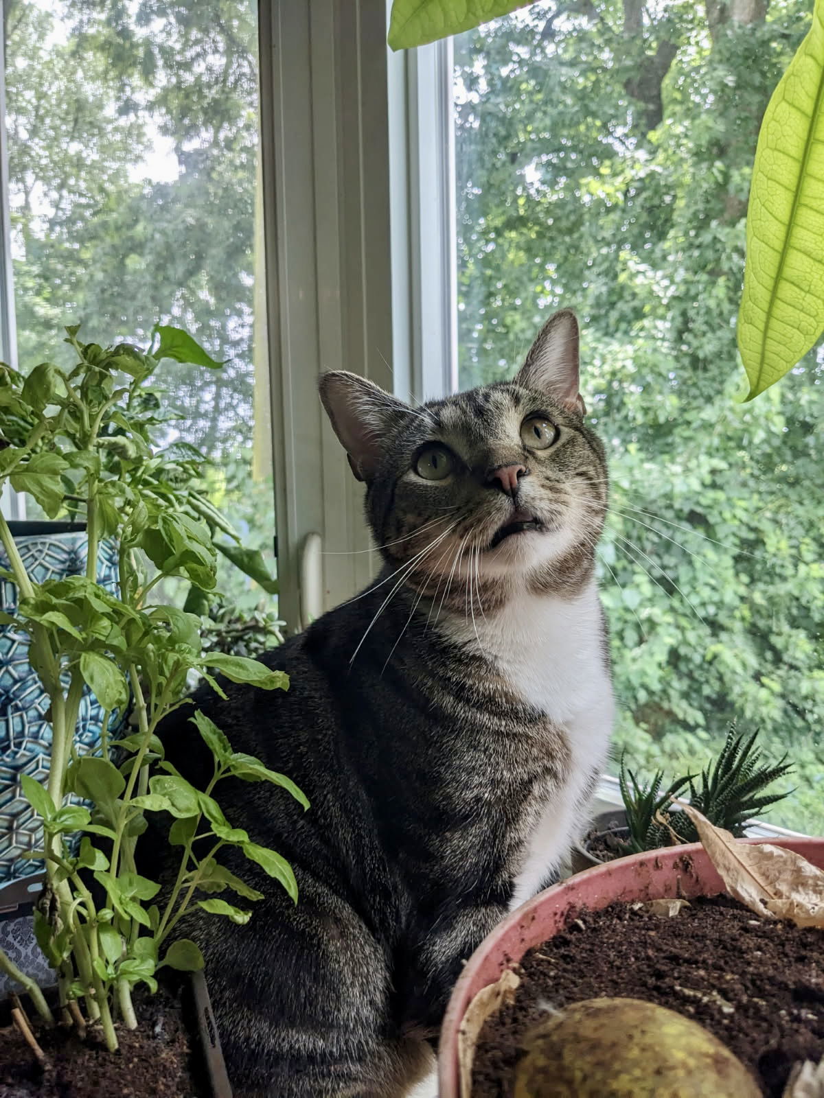 Bruiser