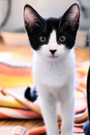 Buttercup Domestic Medium Hair Cat