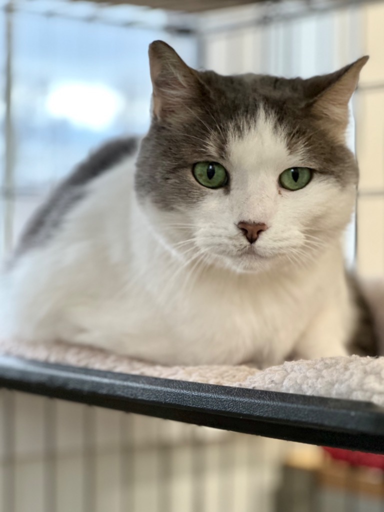 Amelia, an adoptable Domestic Short Hair in Cumberland, ME, 04021 | Photo Image 2