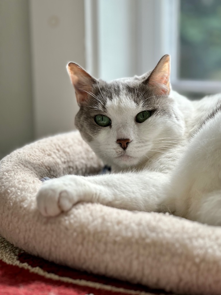 Amelia, an adoptable Domestic Short Hair in Cumberland, ME, 04021 | Photo Image 3