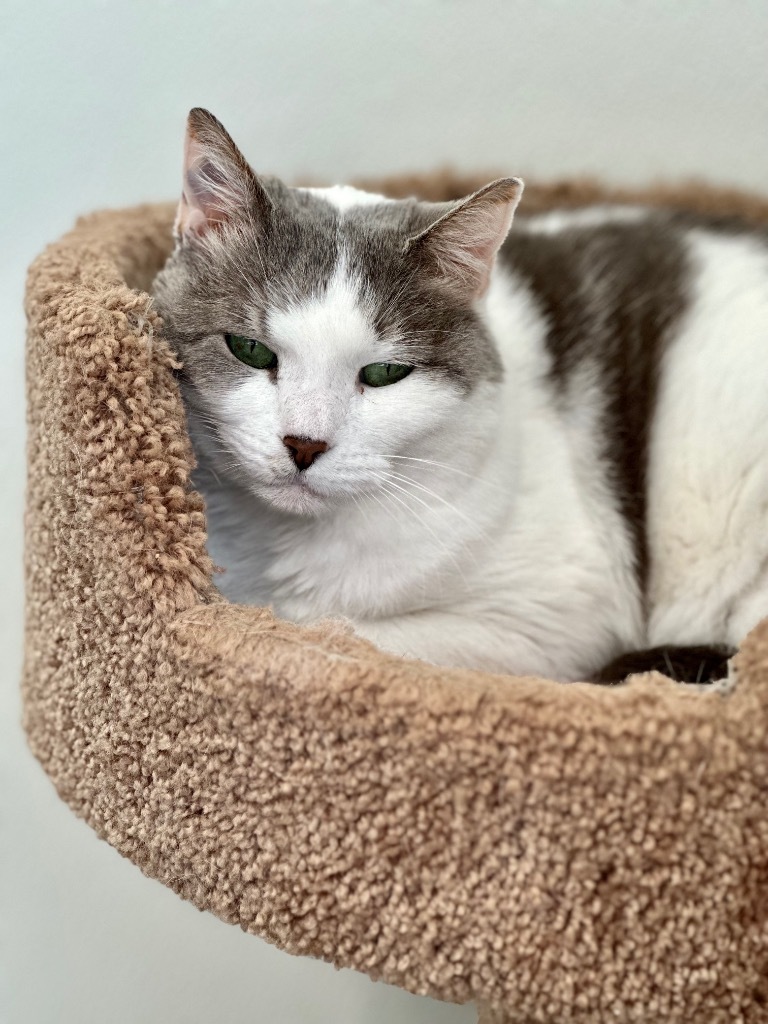 Amelia, an adoptable Domestic Short Hair in Cumberland, ME, 04021 | Photo Image 4