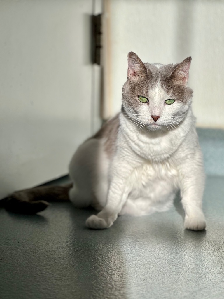 Amelia, an adoptable Domestic Short Hair in Cumberland, ME, 04021 | Photo Image 5