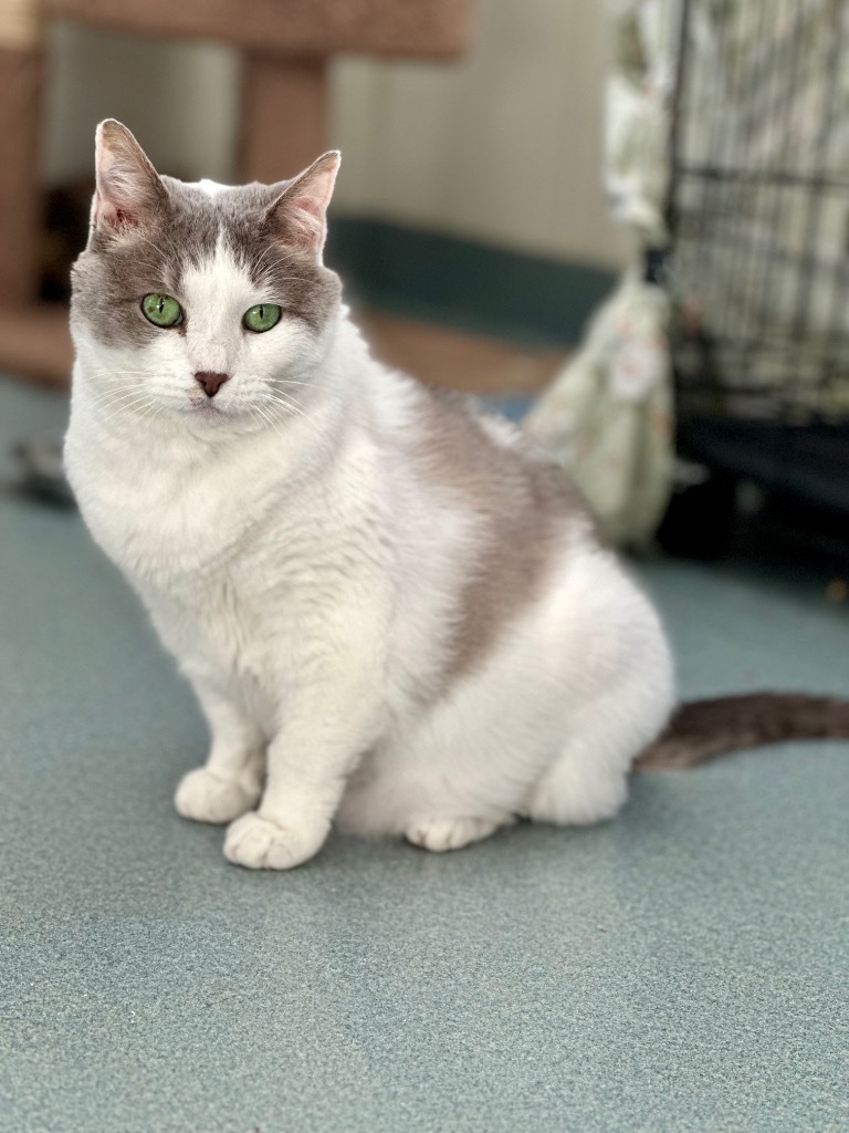 Amelia, an adoptable Domestic Short Hair in Cumberland, ME, 04021 | Photo Image 6