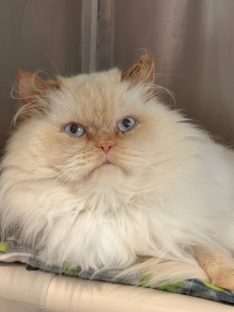Figment (fka Fuzzy Wuzzy), an adoptable Himalayan in Cumberland, ME, 04021 | Photo Image 1
