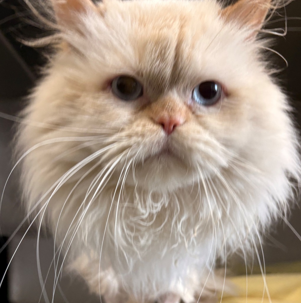 Figment (fka Fuzzy Wuzzy), an adoptable Himalayan in Cumberland, ME, 04021 | Photo Image 3