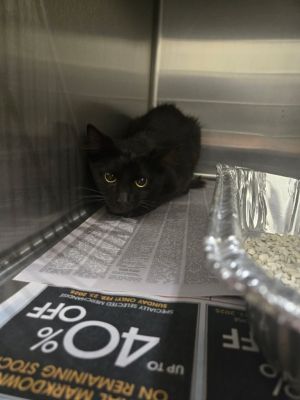 2025-06-255 *Charlie pride*, Adult Male Domestic Short Hair