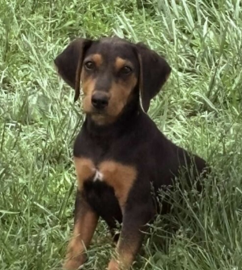 Pup Arlo