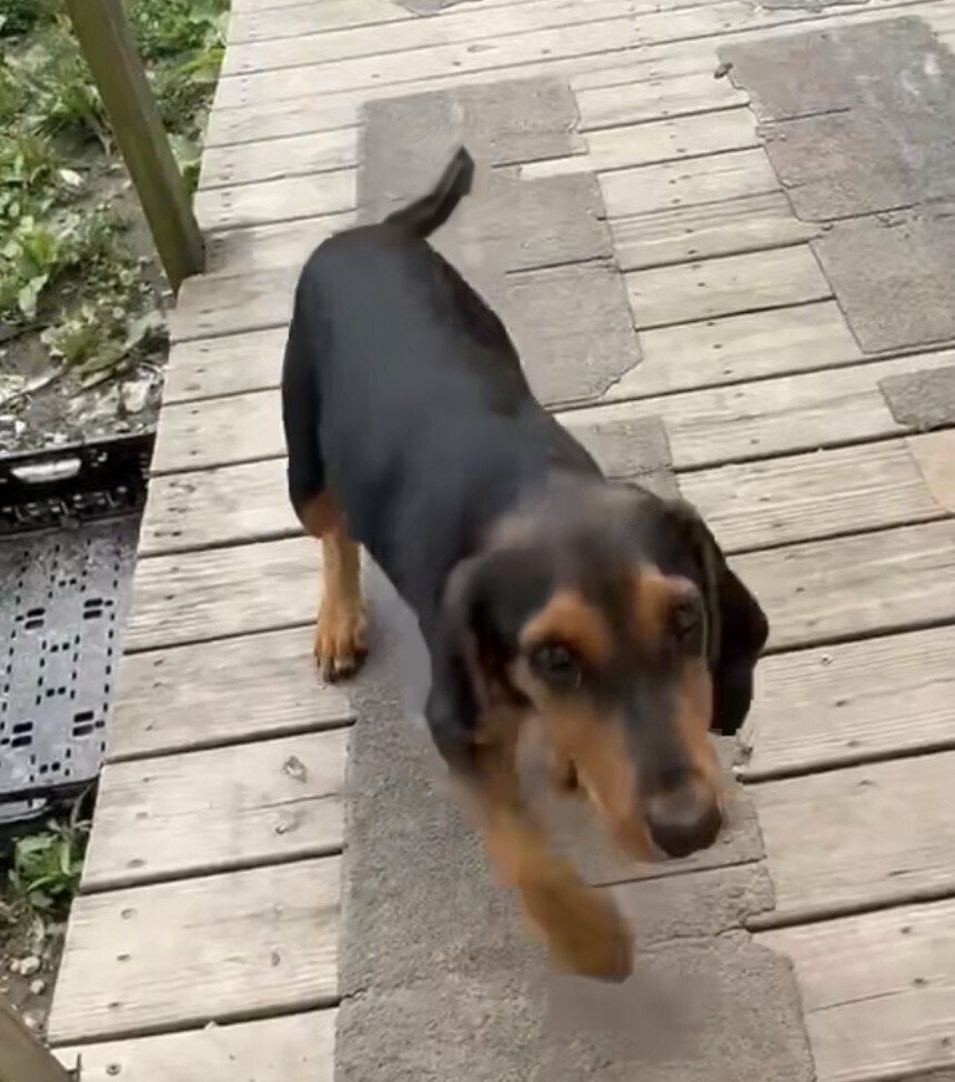 Pup Arlo