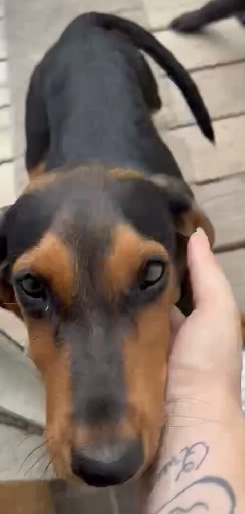 Pup Arlo