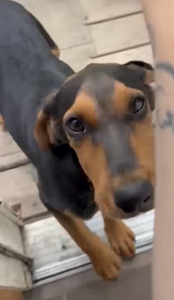 Pup Arlo