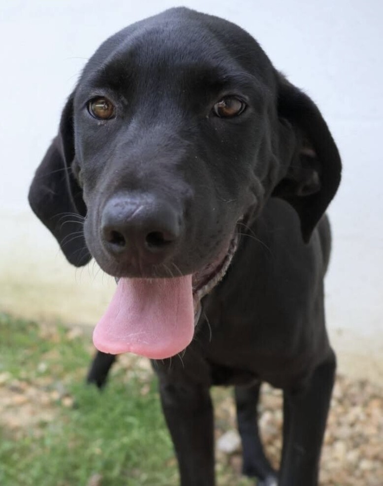 Pup Lilah - ADOPTION PENDING