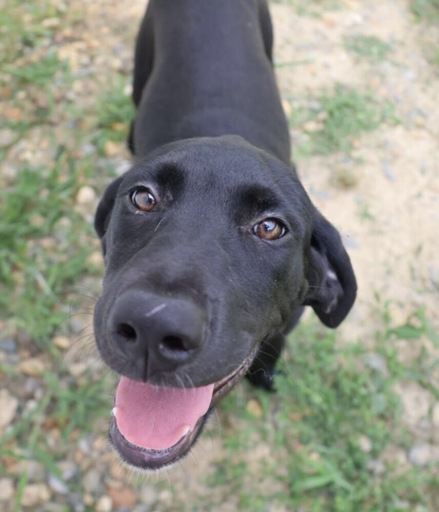Pup Lilah - ADOPTION PENDING