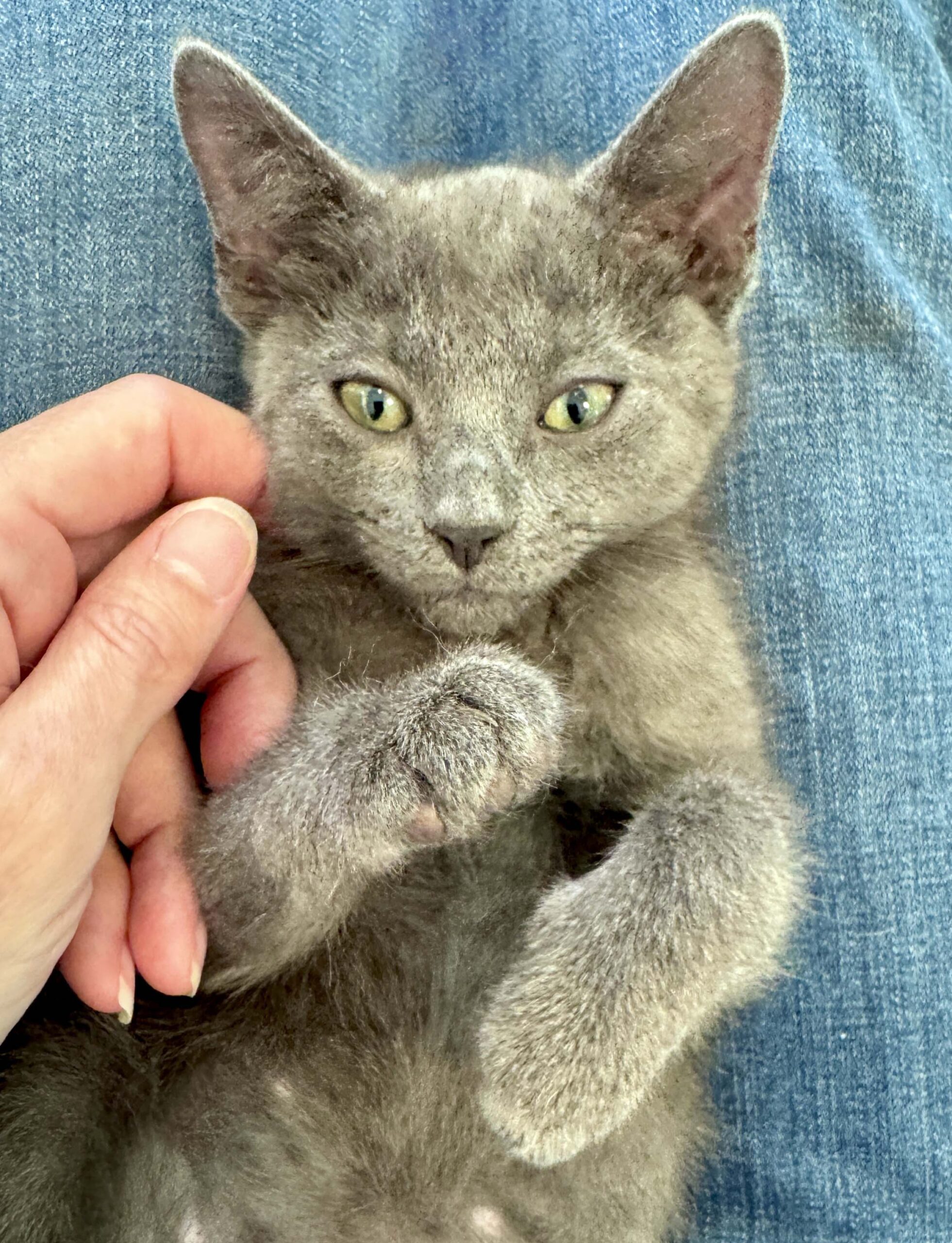 Gandalf
