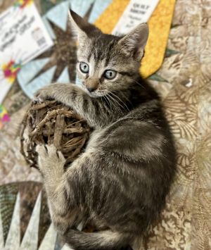 Witch Hazel Domestic Short Hair Cat