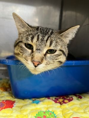 Tony, Adult Male Domestic Short Hair