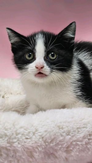 Zestie, Baby Female Domestic Short Hair