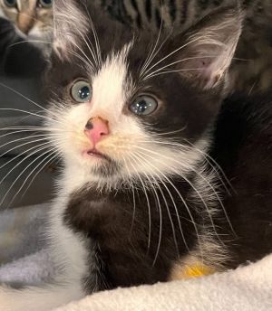 Toast, Baby Male Domestic Short Hair