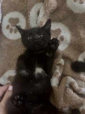 Spike, Baby Male Domestic Short Hair