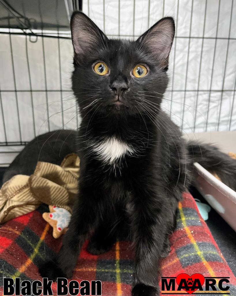 Black Bean