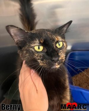 Meet Berny Berny is a gorgeous female tortoiseshell cat with a personality as colorful as her coat