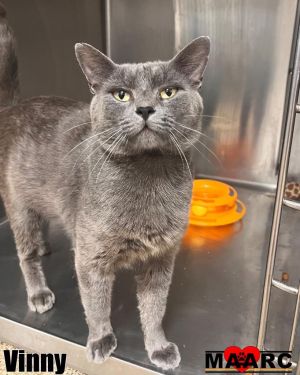 Vinny Domestic Short Hair Cat