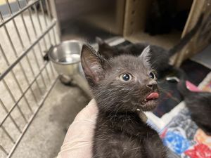 Hi My name is Azul and I am available for adoption You can visit me at the Pet Adoption Center