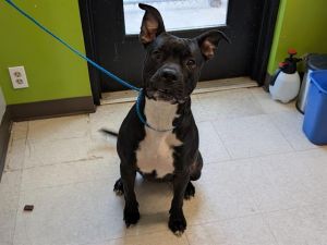 Hi My name is Maxine and I am available for adoption I was brought in by an Animal Control Officer