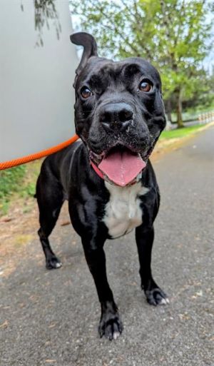 Hi My name is Maxine and I am available for adoption I was brought in by an Animal Control Officer