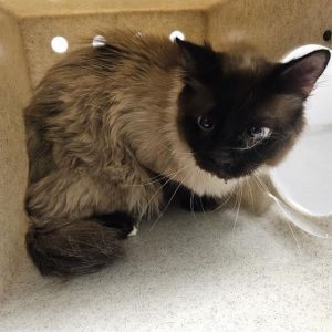 Hi My name is Boson and I am available for adoption Because of my shy nature I would do best