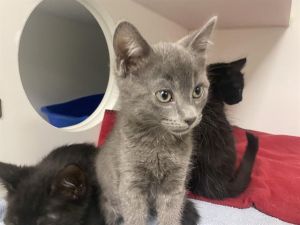 Hi My name is Nerds and I am available for adoption I am currently at an offsite location looking 