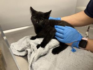 Hi My name is CANELES and I am available for adoption I was brought in by a good Samaritan on
