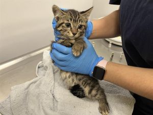 Hi My name is MACARON and I am available for adoption I was brought in by a good Samaritan on