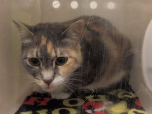 Hi My name is Willow and I am available for adoption I came in as a stray and was adopted