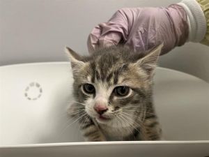 Hi My name is Petrichor and I am available for adoption I was brought in by a good Samaritan on