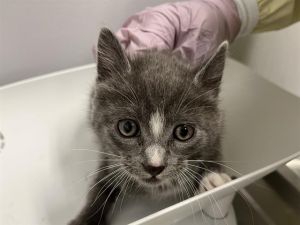 Hi My name is Scroop and I am available for adoption I was brought in by a good Samaritan on