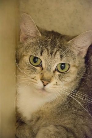 Hi My name is Valence and I am available for adoption I am a bit undersocialized so I would do