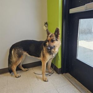 Hi My name is Sky and I am available for adoption I was brought in by a good samaritan on