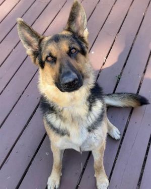 Hi My name is Sky and I am available for adoption I was brought in by a good samaritan on