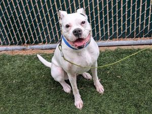 Hi My name is Cricket and I am available for adoption I was brought in by a good Samaritan on