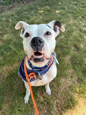 Hi My name is Cricket and I am available for adoption I was brought in by a good Samaritan on