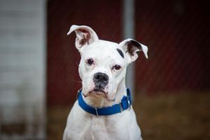 Hi My name is Cricket and I am available for adoption I was brought in by a good Samaritan on
