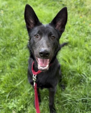 Hi My name is Scooter and I am available for adoption I was brought in by an Animal Control Office