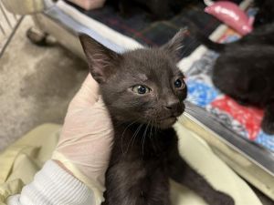 Hi My name is Splendor and I am available for adoption You can visit me at the Pet Adoption Center