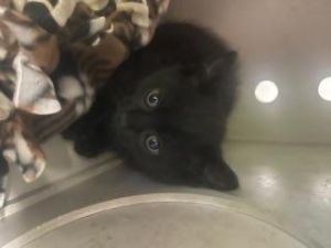 Hi My name is Xertl and I am available for adoption You can visit me at the Pet Adoption Center