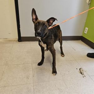 Hi My name is Annette and I am available for adoption I was brought into RASKC on June 16 2025